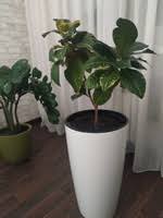 Image result for Конфетти d-23 Кашпо 2109020759412