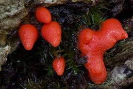 Attēlu rezultāti vaicājumam “Lycogala cf. fossiculatum macro”