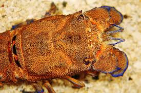 Image result for Scyllarides latus