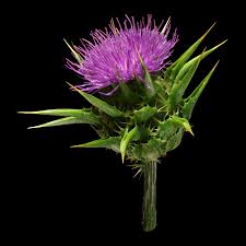 Attēlu rezultāti vaicājumam “Silybum marianum”