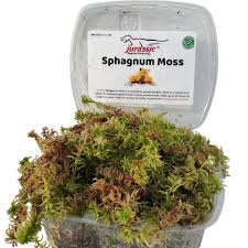 Attēlu rezultāti vaicājumam “Sphagnum riparium”
