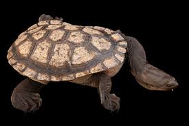 Attēlu rezultāti vaicājumam “Tortula lingulata macro”