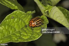 Attēlu rezultāti vaicājumam “Leptinotarsa decemlineata”