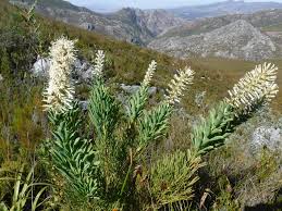 Attēlu rezultāti vaicājumam “Paramesus obtusifrons”