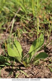 Attēlu rezultāti vaicājumam “Plantago major subsp. intermedia”