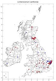 Attēlu rezultāti vaicājumam “Lichenoconium xanthoriae”