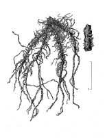 Attēlu rezultāti vaicājumam “Usnea subfloridana”