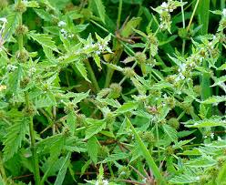Attēlu rezultāti vaicājumam “Lycopus europaeus flower”