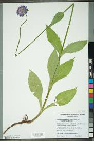 Image result for Knautia dipsacifolia
