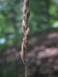 Attēlu rezultāti vaicājumam “Dactylis polygama”