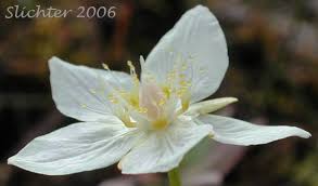 Attēlu rezultāti vaicājumam “Parnassia palustris”