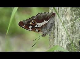 Attēlu rezultāti vaicājumam “Apatura iris male”