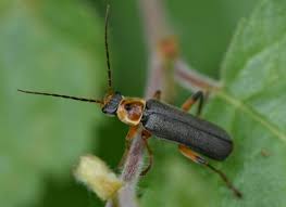 Attēlu rezultāti vaicājumam “Cantharis nigricans”