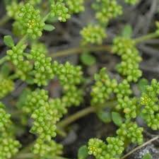 Attēlu rezultāti vaicājumam “Herniaria glabra leaf”