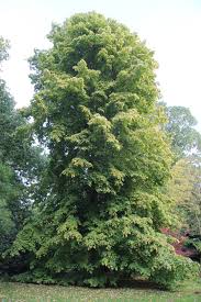 Attēlu rezultāti vaicājumam “Tilia x moltkei”