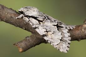 Attēlu rezultāti vaicājumam “Acronicta cuspis”