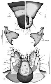Attēlu rezultāti vaicājumam “Bolitophagus reticulatus larva”