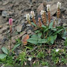 Attēlu rezultāti vaicājumam “Bistorta vivipara”