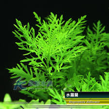 「水蘭」的圖片搜尋結果