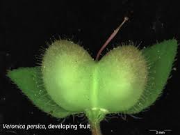 Attēlu rezultāti vaicājumam “Veronica persica”