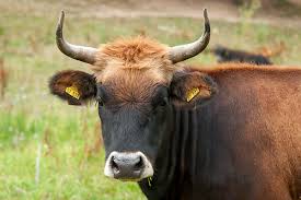 Attēlu rezultāti vaicājumam “Bos primigenius taurus”