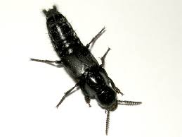 Attēlu rezultāti vaicājumam “Quedius dilatatus”