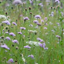 Attēlu rezultāti vaicājumam “Knautia arvensis leaf”