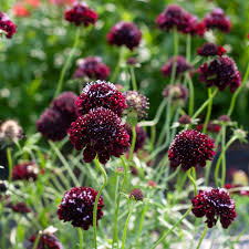 Image result for Scabiosa canescens