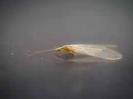 Attēlu rezultāti vaicājumam “Sericomyia lappona”