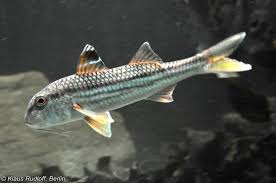 Image result for Mullus surmuletus