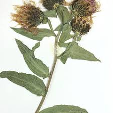 Attēlu rezultāti vaicājumam “Centaurea phrygia bud”