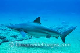 Image result for Carcharhinus brachyurus