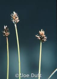 Attēlu rezultāti vaicājumam “Carex chordorrhiza”