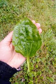 Attēlu rezultāti vaicājumam “Plantago major leaf”