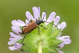 Attēlu rezultāti vaicājumam “Anastrangalia sanguinolenta”