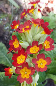 Attēlu rezultāti vaicājumam “Primula veris var. rubra flower”