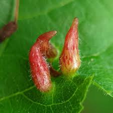 Attēlu rezultāti vaicājumam “Eriophyes tiliae”