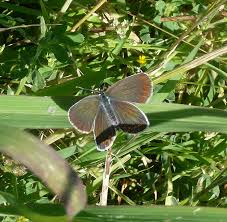 Attēlu rezultāti vaicājumam “Plebejus argyrognomon”