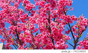 Image result for 緋寒桜