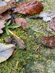 Attēlu rezultāti vaicājumam “Blasia pusilla”