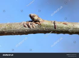 Attēlu rezultāti vaicājumam “Lepidosaphes ulmi”