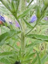 Attēlu rezultāti vaicājumam “Echium vulgare bud”