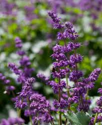 Attēlu rezultāti vaicājumam “Salvia verticillata flower”