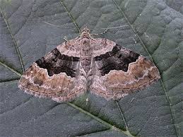 Attēlu rezultāti vaicājumam “Xanthorhoe quadrifasiata”