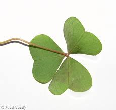Attēlu rezultāti vaicājumam “Oxalis acetosella leaf”