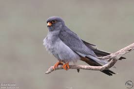 Image result for Falco vespertinus