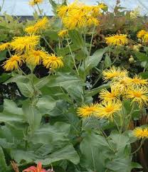 Image result for Inula helenium