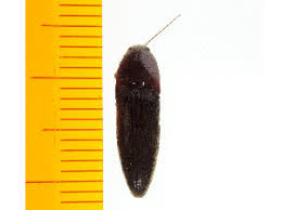 Attēlu rezultāti vaicājumam “Melanotus sp.”