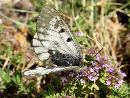 Attēlu rezultāti vaicājumam “Parnassius mnemosyne underside”