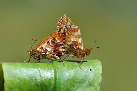Attēlu rezultāti vaicājumam “Boloria aquilonaris underside”